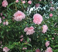 Cotton Candy Camellia Sasanqua