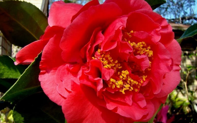 Kramers Supreme Camellia Japonica - 2 Gallon Pot - Japonica Camellias - Spring Blooming | ToGoGarden