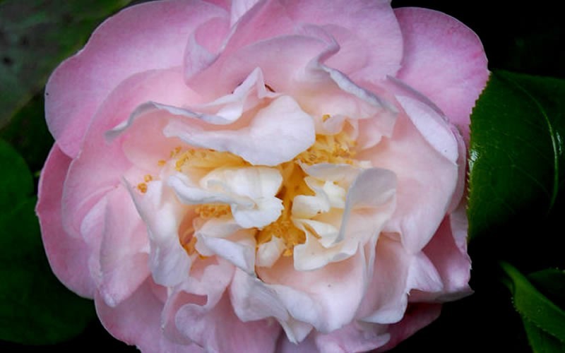  Nina Avery Camellia Japonica - 1 Gallon - Japonica Camellias - Spring Blooming | ToGoGarden