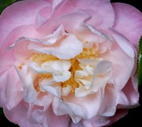  Nina Avery Camellia Japonica