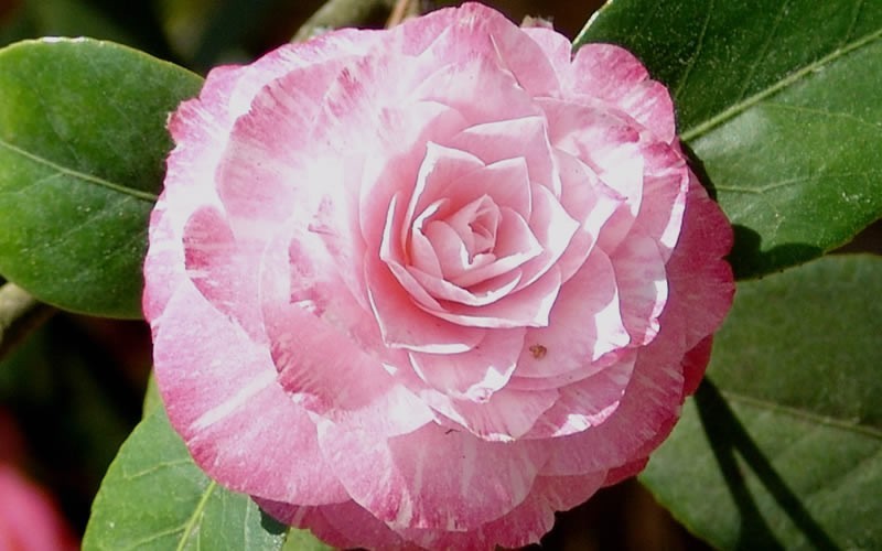 Grace Albritton Camellia Japonica - 1 Gallon - Japonica Camellias - Spring Blooming | ToGoGarden