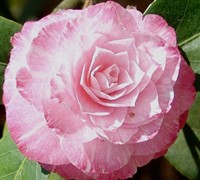 Grace Albritton Camellia Japonica