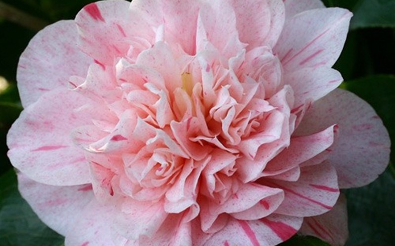 Kick Off Camellia Japonica Photo 2