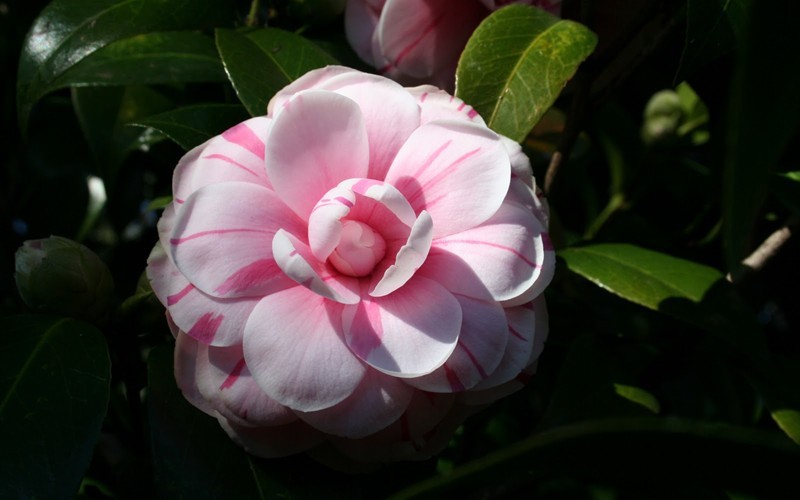 La Peppermint Camellia Japonica Photo 2