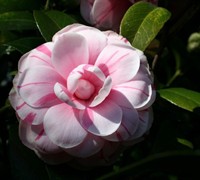 La Peppermint Camellia Japonica