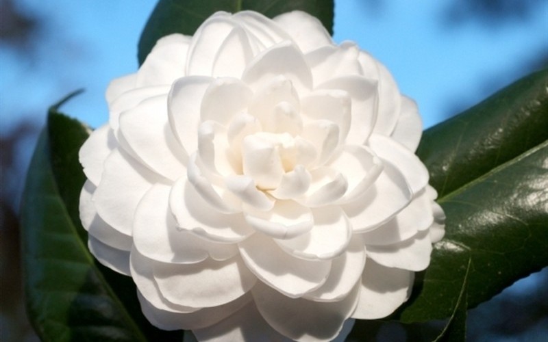 Sea Foam Camellia Japonica - 1 Gallon - Japonica Camellias - Spring Blooming | ToGoGarden