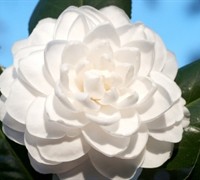 Sea Foam Camellia Japonica