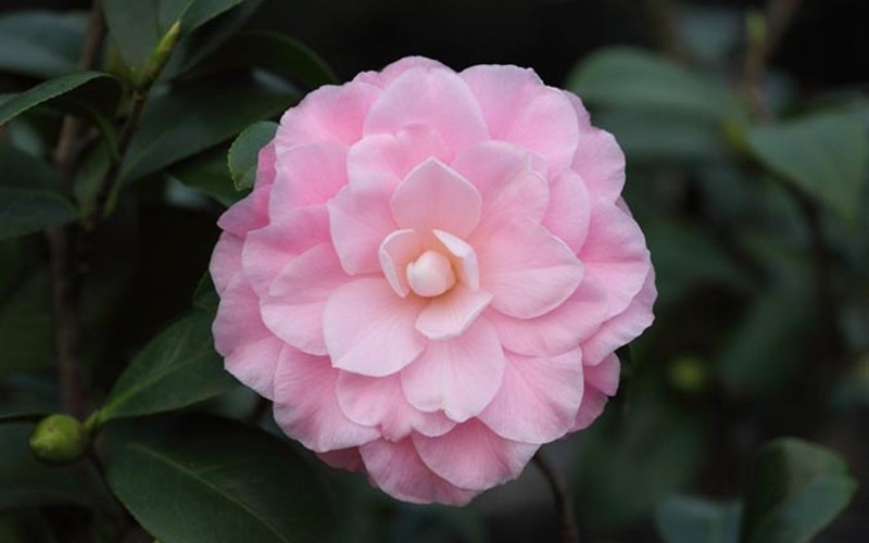 Miss Bessie Beville Camellia Japonica Photo 1