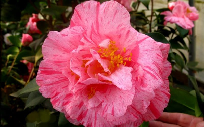 Kick Off Camellia Japonica Photo 3