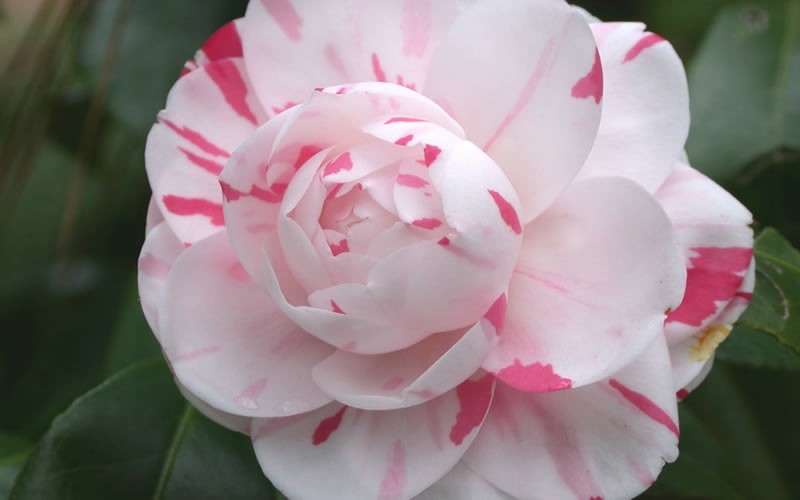 La Peppermint Camellia Japonica Photo 1