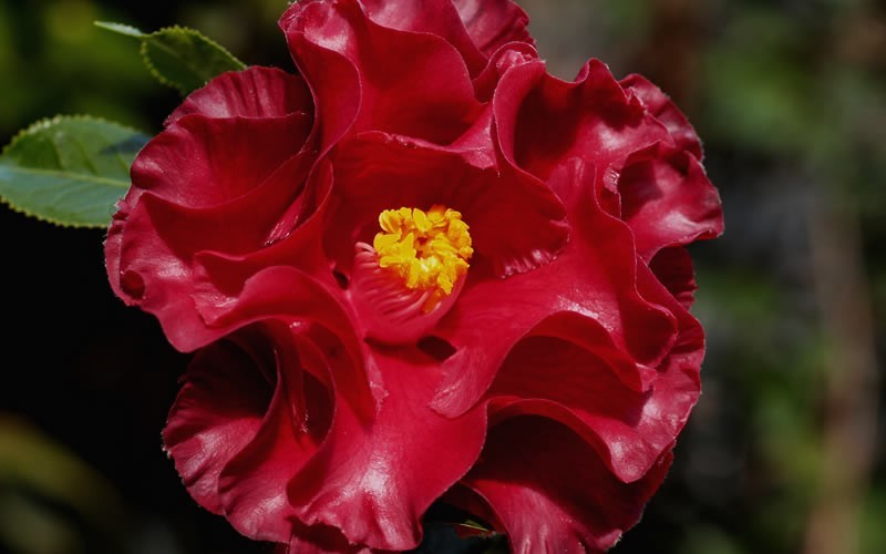 Black Magic Camellia Japonica - 3 Gallon - Japonica Camellias - Spring Blooming | ToGoGarden