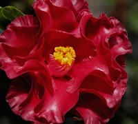 Shop Black Magic Camellia Japonica - 3 Gallon