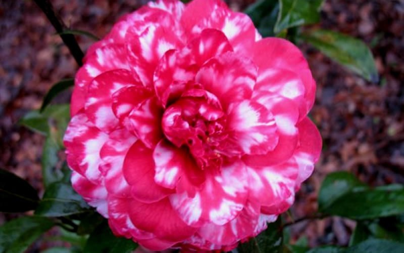 Bobby Fain Variegated Camellia Japonica - 1 Gallon - Japonica Camellias - Spring Blooming | ToGoGarden