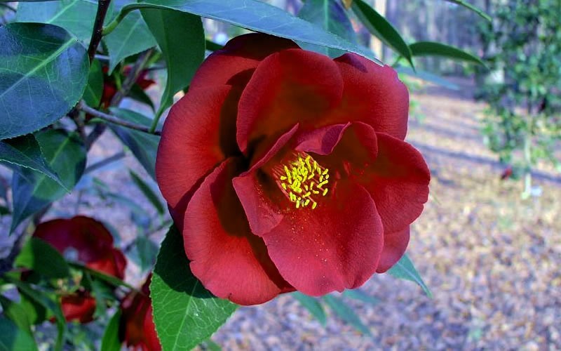 Royal Velvet Camellia Japonica Photo 1