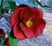Royal Velvet Camellia Japonica