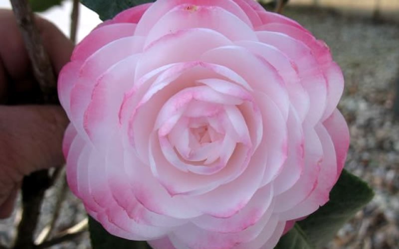 Guest Star Camellia Japonica - 1 Gallon - Japonica Camellias - Spring Blooming | ToGoGarden