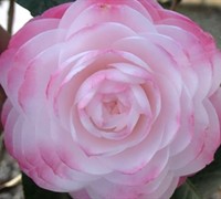 Guest Star Camellia Japonica