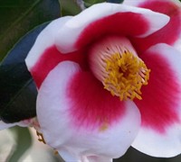 Tama No Ura Camellia Japonica