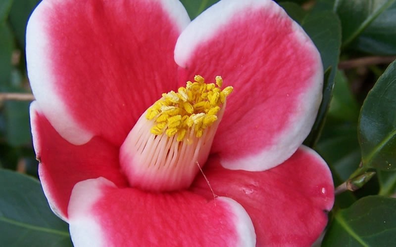 Tama No Ura Camellia Japonica - 1 Gallon - Japonica Camellias - Spring Blooming | ToGoGarden