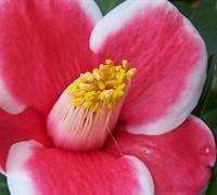 Tama No Ura Camellia Japonica