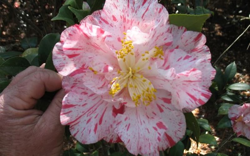 Rebel Yell Camellia Japonica - 1 Gallon - Japonica Camellias - Spring Blooming | ToGoGarden