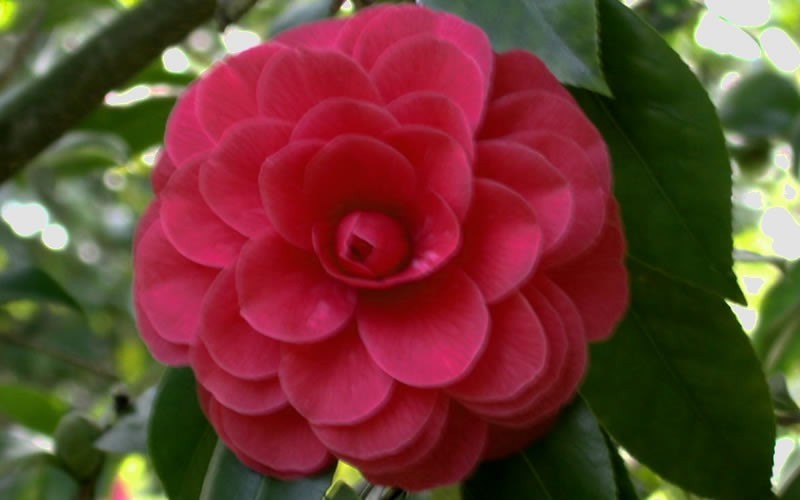 Prince Eugene Napoleon Camellia Japonica - 2 Gallon - Flowering Trees | ToGoGarden