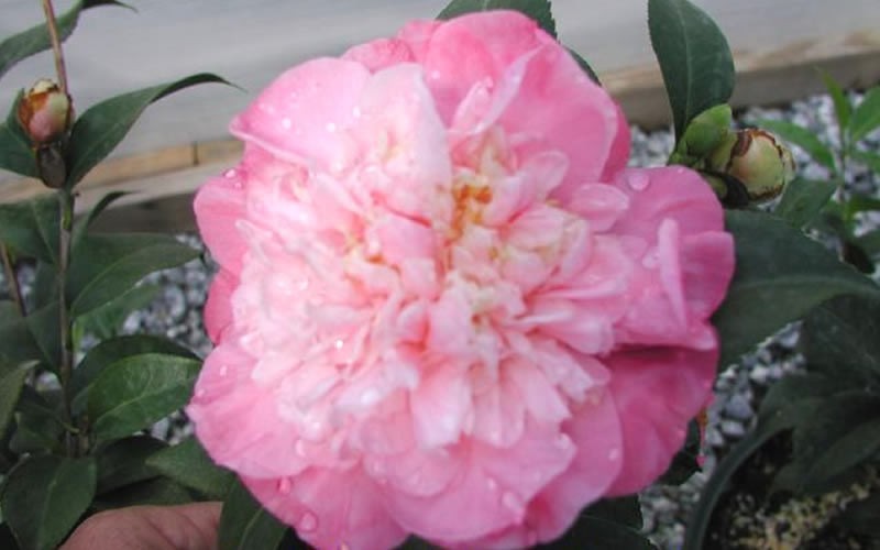Delores Edwards Hybrid Camellia - 1 Gallon - Hybrid Camellias | ToGoGarden