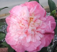 Delores Edwards Hybrid Camellia