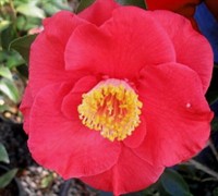 Gunsmoke Camellia Japonica