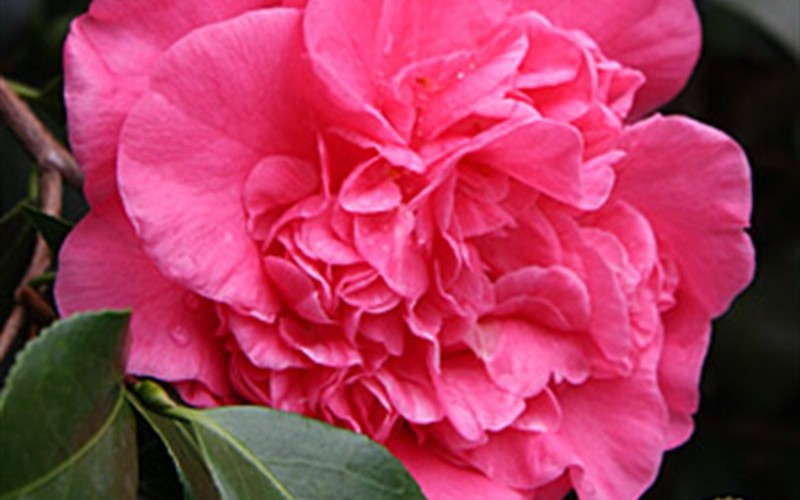 Laura Walker Camellia Japonica Photo 2