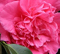 Laura Walker Camellia Japonica