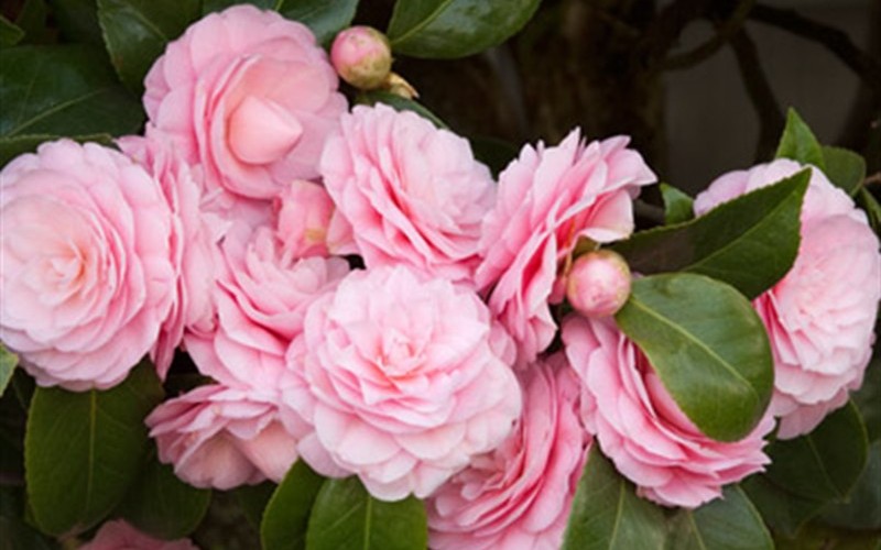 Debutante Camellia Japonica Photo 2