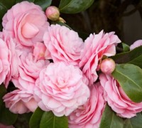 Debutante Camellia Japonica