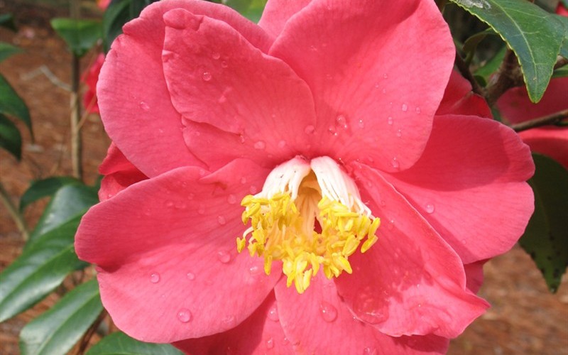 Jesse Burgess Camellia Japonica - 1 Gallon - Japonica Camellias - Spring Blooming | ToGoGarden