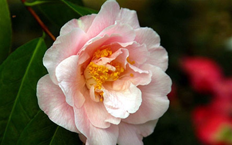 Show Time Camellia Japonica Photo 2