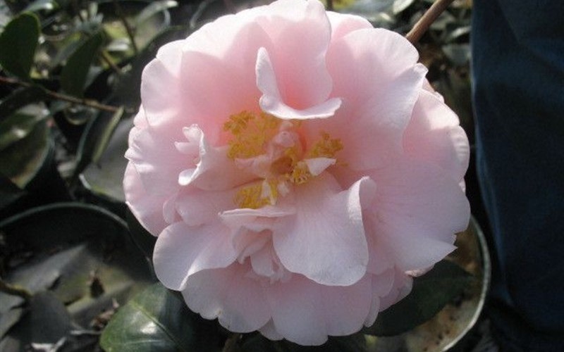 Show Time Camellia Japonica Photo 1