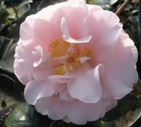 Show Time Camellia Japonica