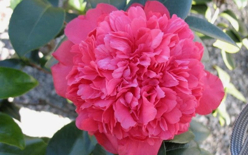 Laura Walker Camellia Japonica - 2 Gallon Pot - Japonica Camellias - Spring Blooming | ToGoGarden