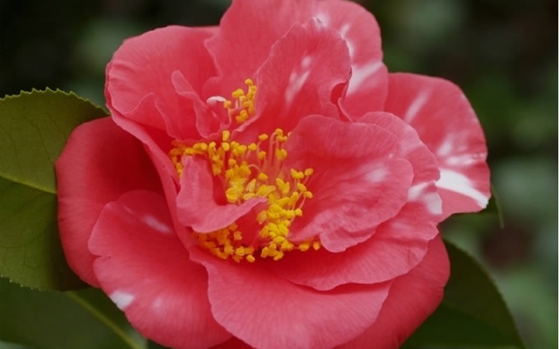 Laura Walker Camellia Japonica Photo 3