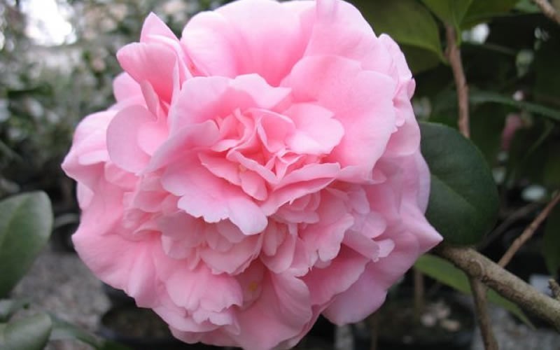 Debutante Camellia Japonica Photo 1