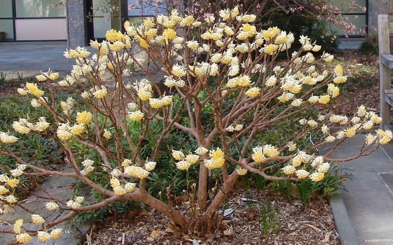 Edgeworthia chrysantha - Paperbush Photo 2