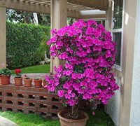 Formosa Southern Indica Azalea