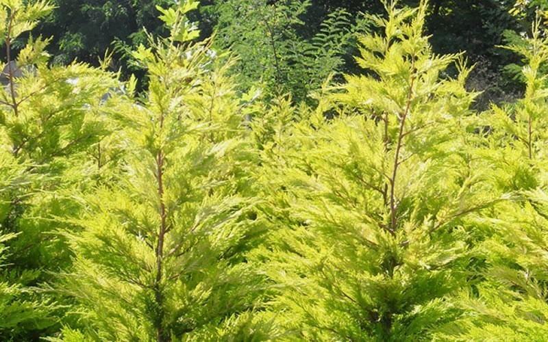 Wyndam Golden Leyland Cypress - Cupressocyparis leylandii 'Golden' - 1 Gallon - Cypress & Cedar Trees | ToGoGarden