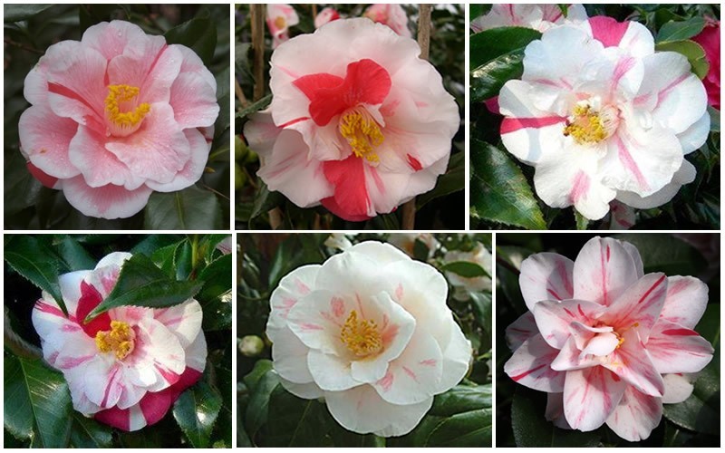 Lady Vansittart Camellia Japonica  Photo 2