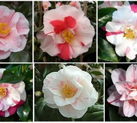 Lady Vansittart Camellia Japonica 