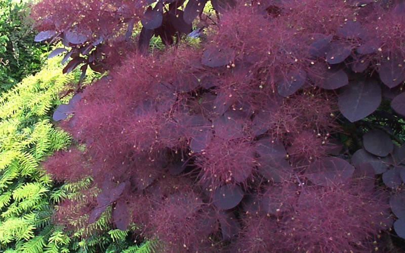 Purple Smoke Tree - Cotinus coggygria 'Royal Purple' Photo 4