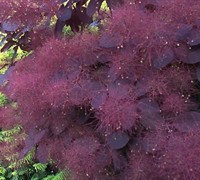 Purple Smoke Tree - Cotinus coggygria 'Royal Purple'