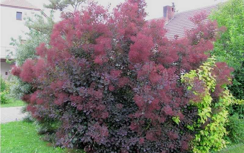 Purple Smoke Tree - Cotinus coggygria 'Royal Purple' Photo 2