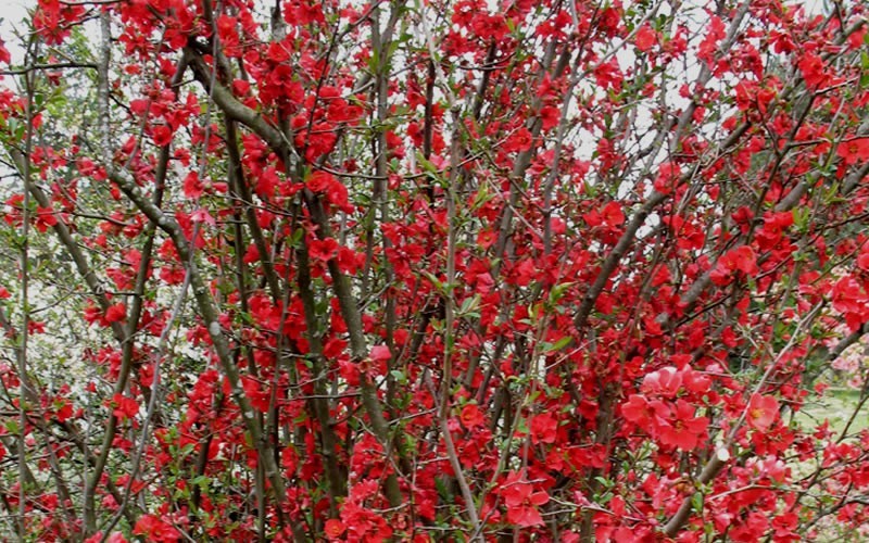 Spitfire Flowering Quince Photo 4