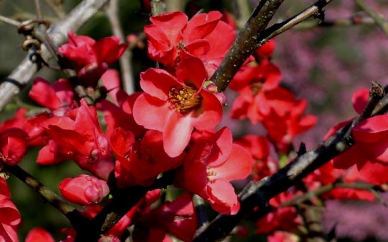 Spitfire Flowering Quince Photo 3